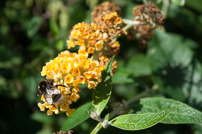 Bee pollinating flowers at viables